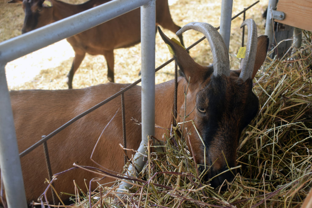 La visita in stalla alla fattoria le caprine per open day caseifici agricoli con capra